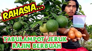 Download lagu Cara Membuahkan Jeruk Di Dalam Pot Agar cepat Berbuah