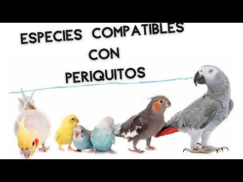 Especies que pueden convivir con periquitos