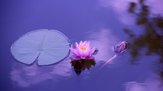 Relaxing Instrumental Music | Soft Piano Melody | Mental Healing Music | Calming Music screenshot 3