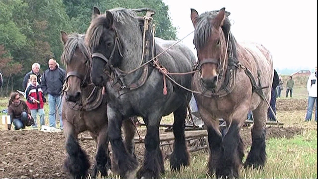 Kampioenschap Ploegen