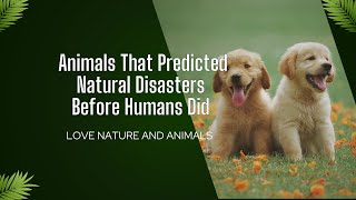 5 Animals That Predicted Natural Disasters Before Humans Did