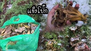เก็บเห็ดบ้านพักร้อนหิมะลงเต็มเลยจ้าแต่ก็ยังหาเห็ดได้เยอะ08.11.21
