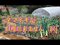 【悲劇】タマネギ栽培の危機　タネのハシモト