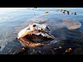 10 Scary Creatures That Exist On Earth
