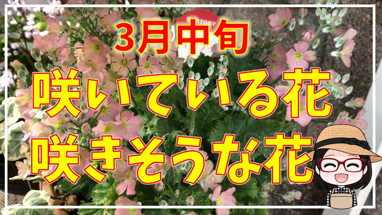 クリスマスローズプチドール栞彩/ビオレッタ/恋みやび/オリガミ