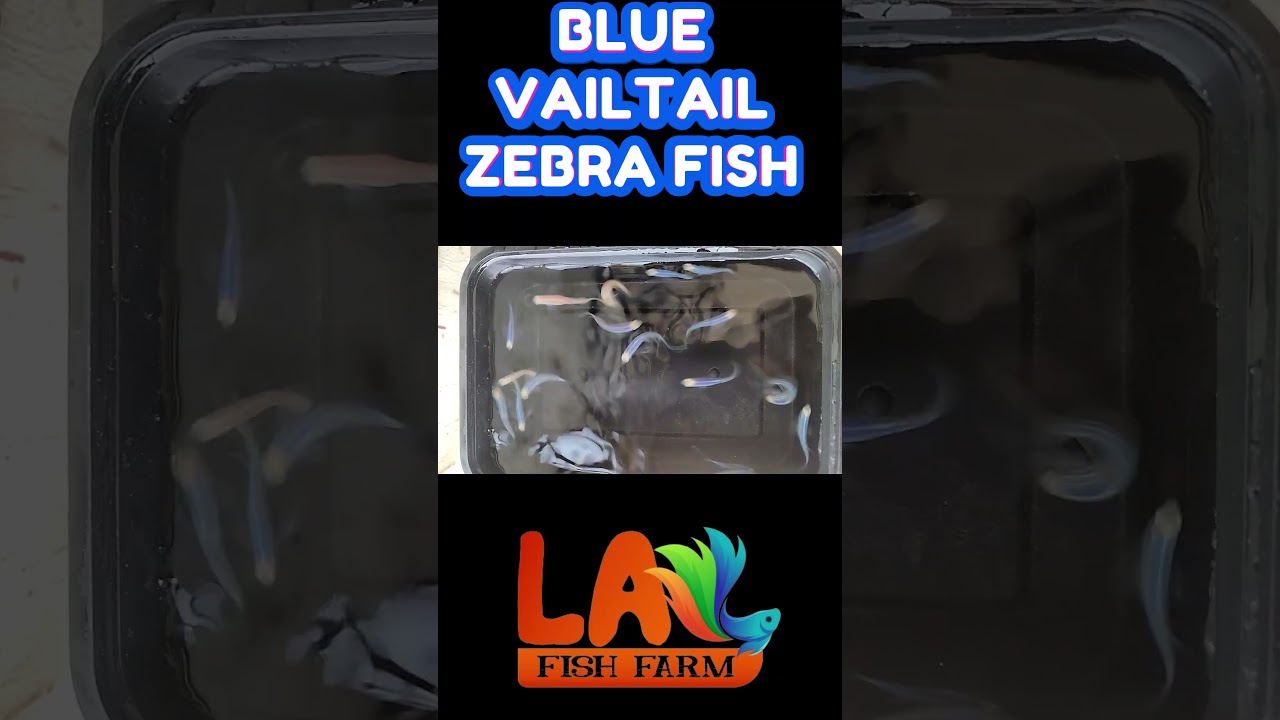 Blue vail tail zebra / Imported vail tail zebra fish /Online delivery /Fish farm / vail tail fish