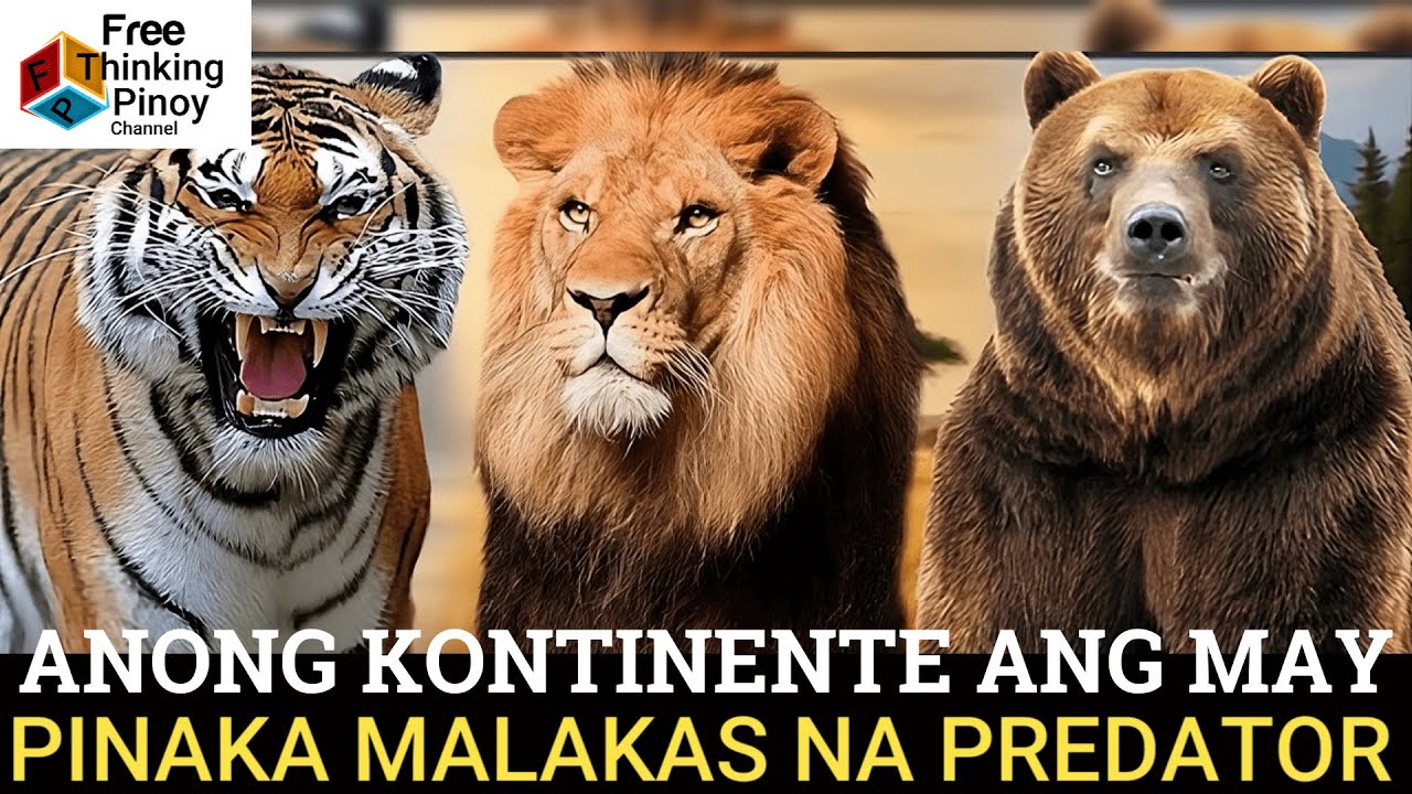 COMPILATION Predators of Africa, America, Europe at Australia