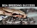 Secrets To Increase Your Boa Breeding Success!