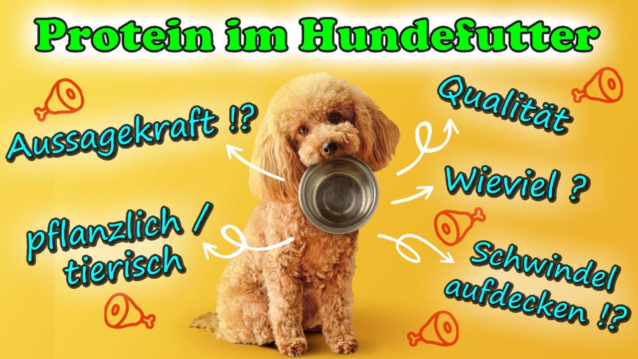 Wieviel Rohasche Im Hundefutter Ist Gut www.youtube.com