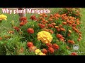 Why plant Marigolds