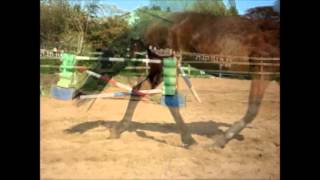 My Bean Connemara Bay Mare