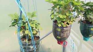 Fragi De Grădină În Solar