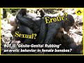 【Eng sub】ボノボの「ホカホカ」はエロいのか？メス同士の性的？同性愛的？社会的行動？