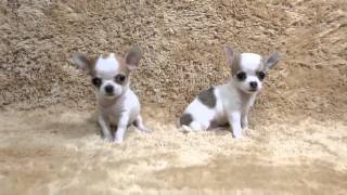 Our Chihuahua For Sale (Three Colors Brown) by Devoue Kennel 3,923 views 9 years ago 36 seconds