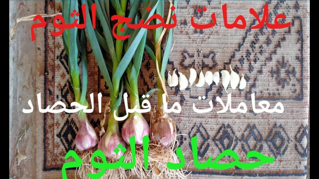 علامات نضج الثوم/حصاد الثوم / معاملات ما قبل الحصاد.