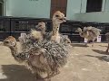 ostrichbird#petvideos #youtubeshorts#animalplanetpetshopbargarh #petshop #petshopbargarh