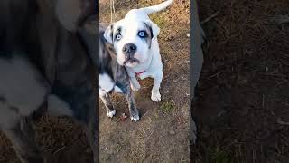 Brindle got busted burying his food.
