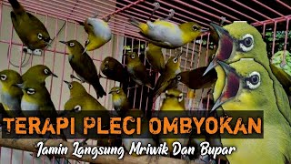 Terapi pleci ombyokan agar cepat ngeriwik❗❗gacor buka paruh