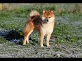 Un shiba retrait dlevage