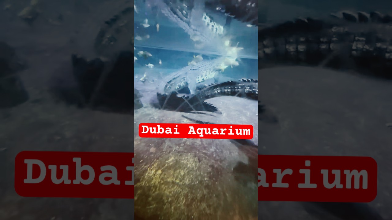 Dubai Trip ✌️😍: Part 2 - Dubai Aquarium and Underwater Zoo #dubaitrip #dubaireels #dubai
