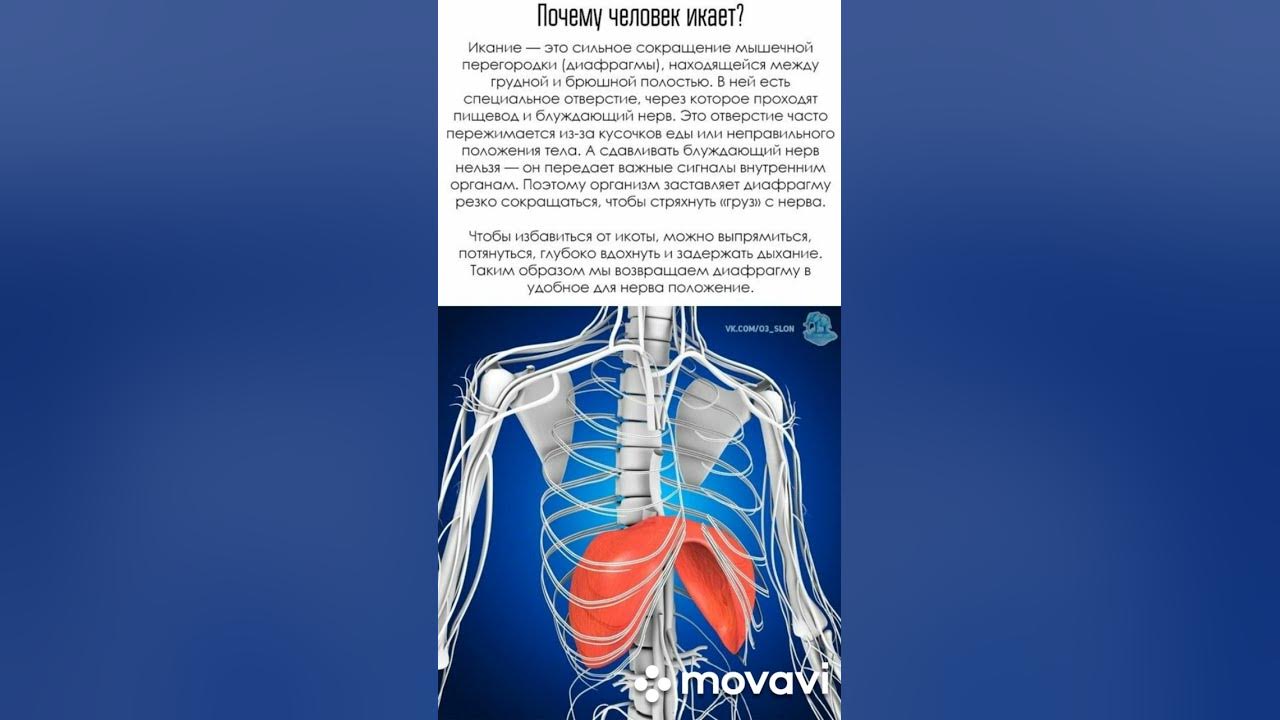 Почему икаешь и что делать. Почему человек икает. Почему человек икает причины. Причины икания у человека. Почему мы икаем.