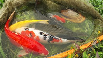 Tìm Giải Cứu Cá Chép, Cá Koi, Cá Rô Phi Mắc Kẹt Ở Mương Rau