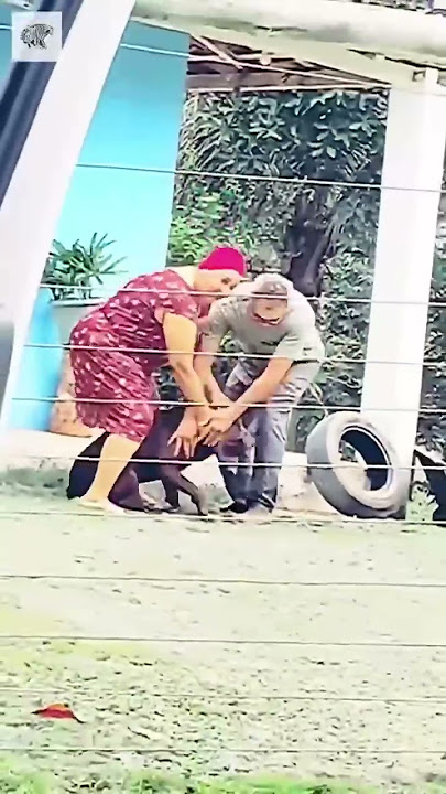 Dog Running Fast - By yannsantos63 (tt)