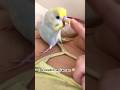Güzel yavrum benim 😢 #bird #muhabbetkuşu #viralshort