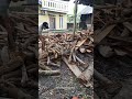 Various woods behind the house #Wood #Dailyinmylife #Reel #Reels #Asmr