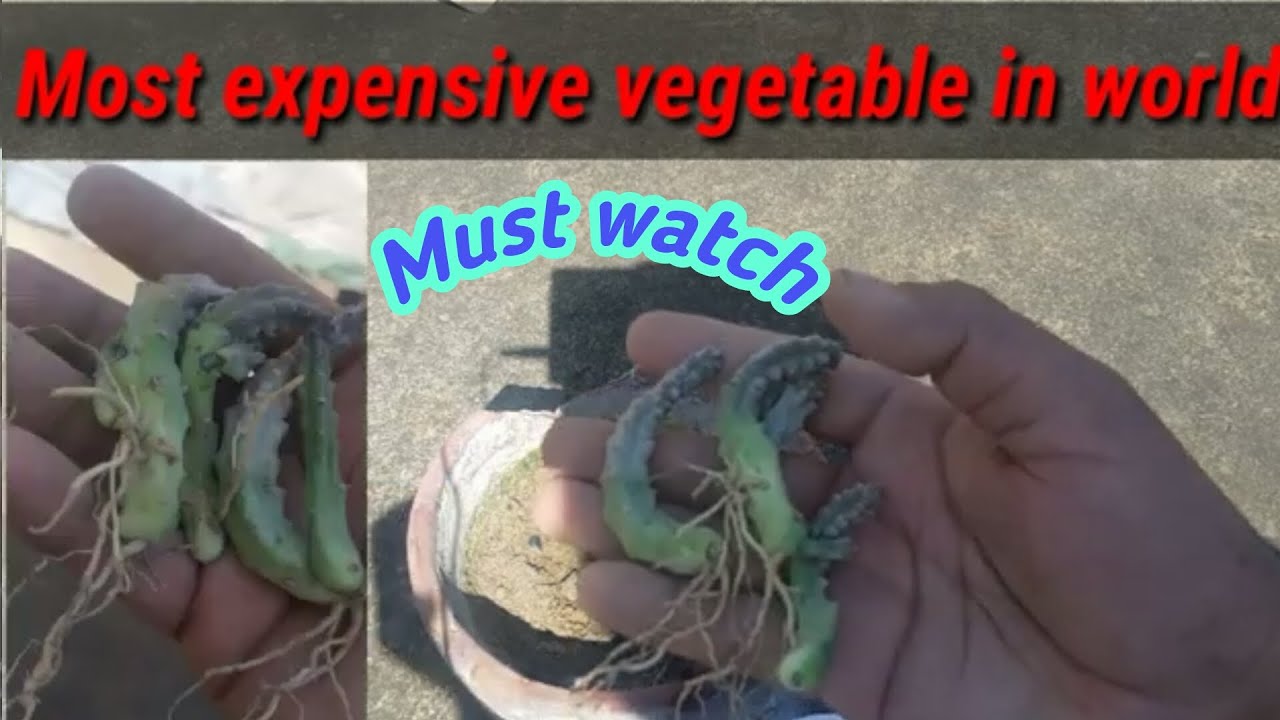 World most expensive vegetable grow in homecharaingri vegitable YouTube