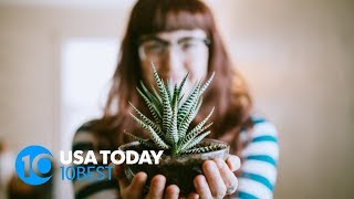 5 tips to keep your plants happy when you're away | 10Best