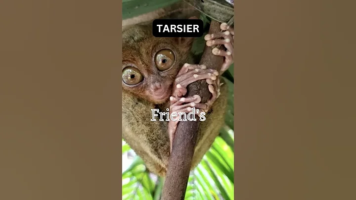 We found tarsiers in the Philippines 🇵🇭 #shorts #philippines #tarsier #bohol #travelcouple