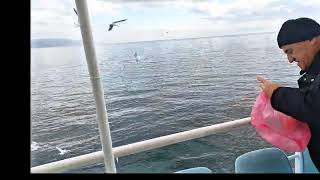 Yalova İhlas Armutlu tatil köyünden Gemlik körfezinden  Mudanya trilye Tekne turu Ünsal kaptan ile