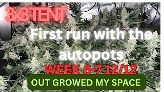 Auto Pots week 3x3 ⛺️ 6-7 Sour 🍒 glue x Heady Og /Benjis Og Haze
