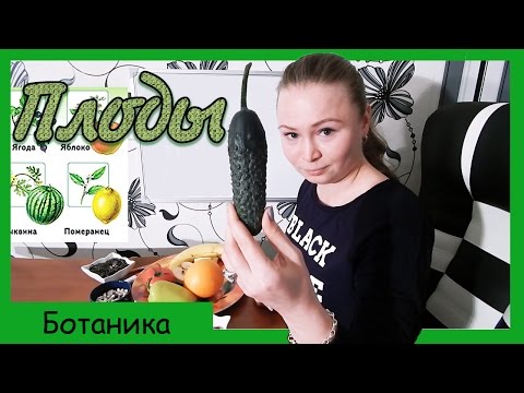 Плоды. Строение и функции плодов. Виды плодов.