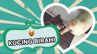 Download Lagu Kucing Betina Birahi MP3 Kucing Betina Birahi