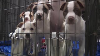 Englewood dog rescue ordered to shut down after license suspension