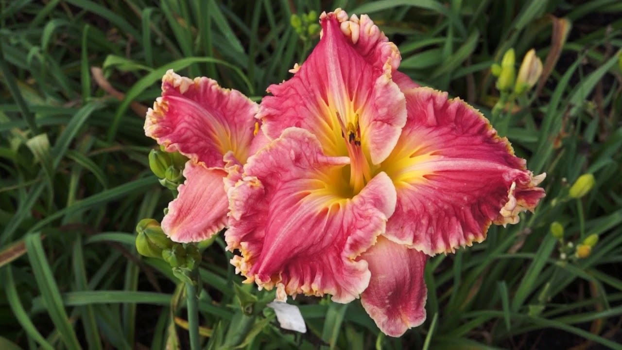 2019 DAN HANSEN DAYLILY COLLECTION