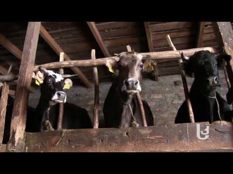 გზა მცირე მეწარმეობიდან ევროული ბაზრისაკენ