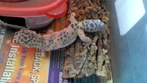Leopard Gecko Pros and Cons - Benjamin