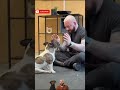 Enjoy the best chiropractic       #chiropractic #duet #pistenbully #pistenbully #dog #americanbully 