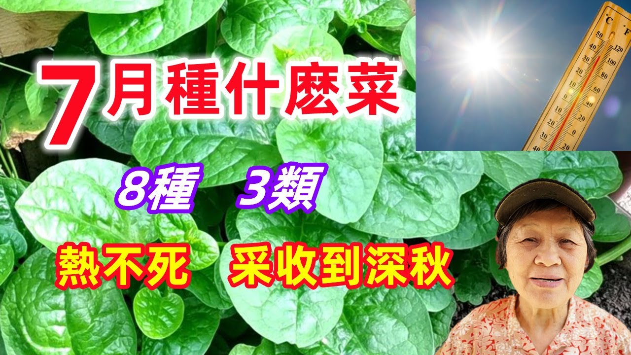 What To Grow In July 7月種什麼 熱不死的蔬菜 夏季種一次採收到深秋 Youtube