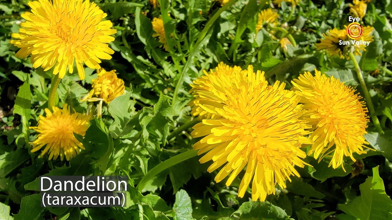 True Dandelions, False Dandelions and More YouTube