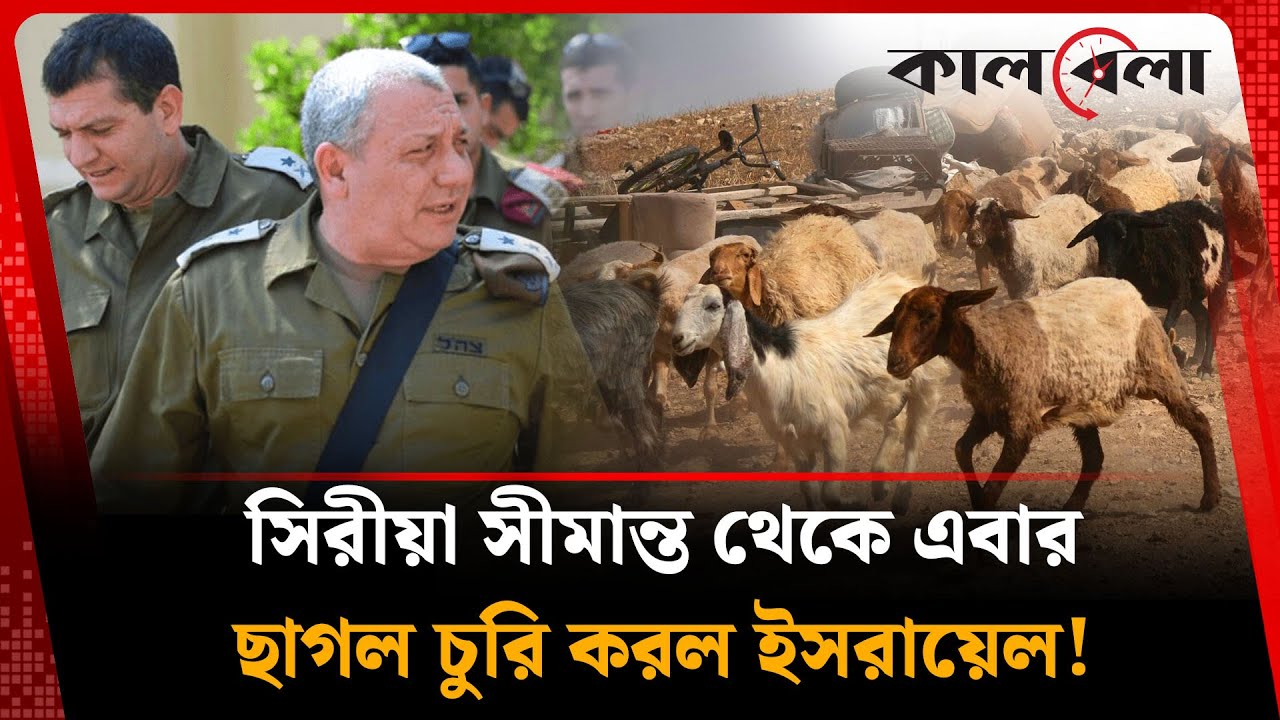 সিরিয়া থেকে ছাগল চুরি করল ইসরায়েল! | Goat theft | Syria | Israel | Kalbela