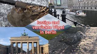 Lustige und verrückte Vögel in Berlin | Funny and crazy birds in Berlin [Folge/Episode #2]