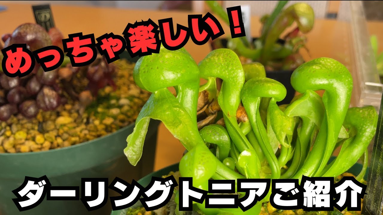 難しい？]食虫植物ダーリングトニアのご紹介 観葉植物 - YouTube