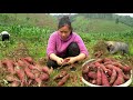 Harvesting Sweet Potato Garden goes to the market sell | Lý Thị Ca