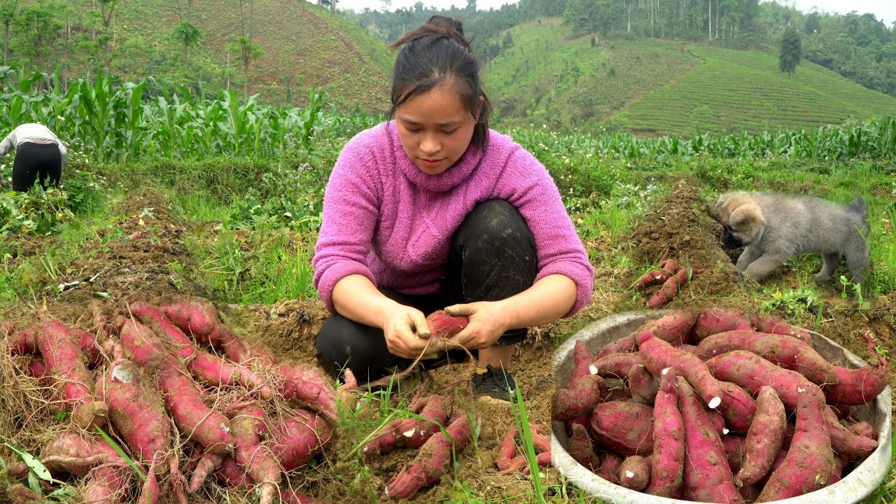 Harvesting Sweet Potato Garden goes to the market sell | Lý Thị Ca