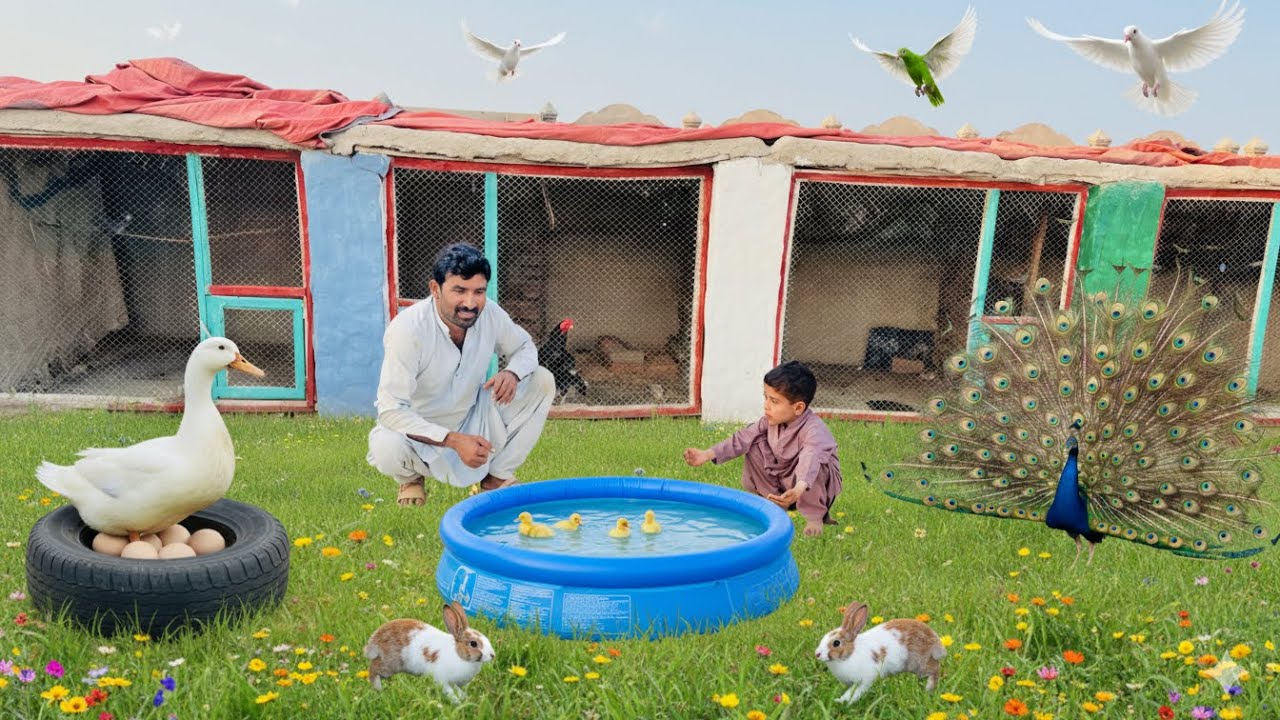 Hamra Peacock Urr Geya | Peacock Fly