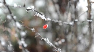 Snow 07.01.2016. - Nature